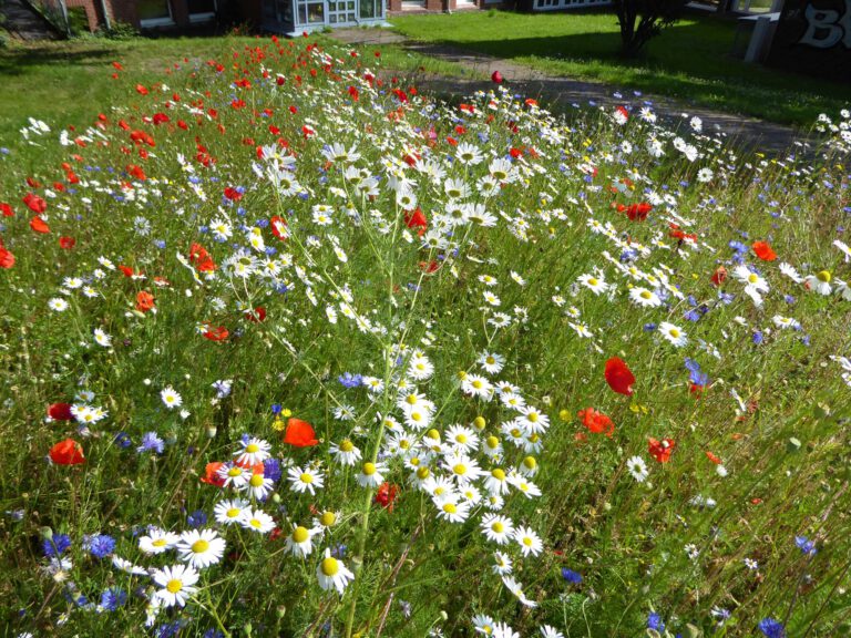 Hardegsen: Fläche an der Grundschule