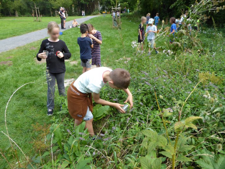 Welche Insekten lassen sich an welcher Pflanze fangen?