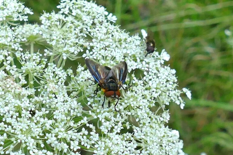 Wanzenfliege (Phasia hemiptera)