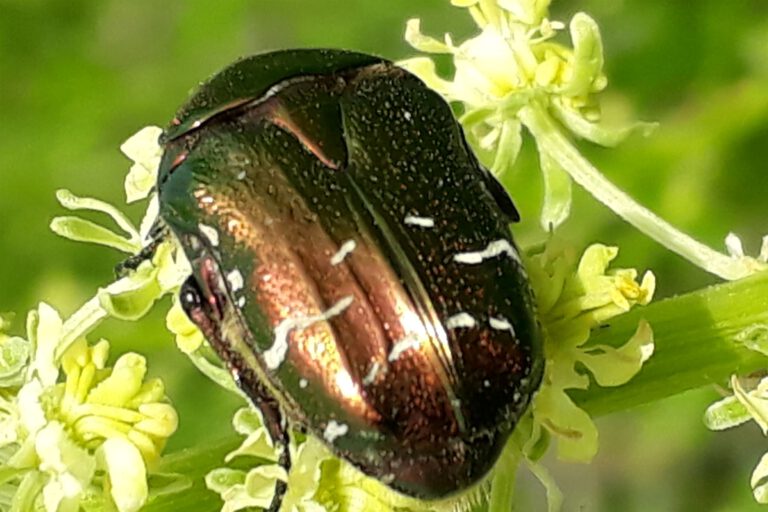 Rosenkäfer (Cetonia aurata)