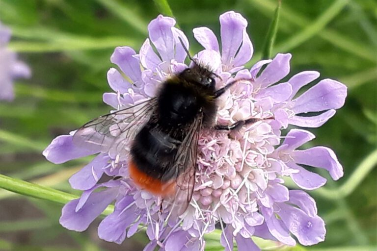 Steinhummel (Bombus lapidarius)