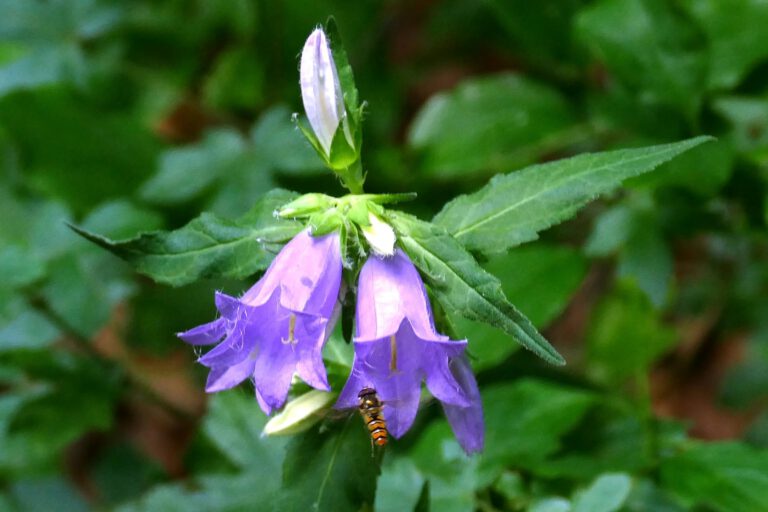 Eine Hainschwebfliege (Episyrphus balteatus) fliegt eine Glockenblume an.