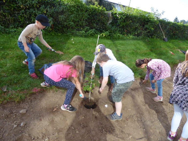 Eine Elsbeere wird gepflanzt.