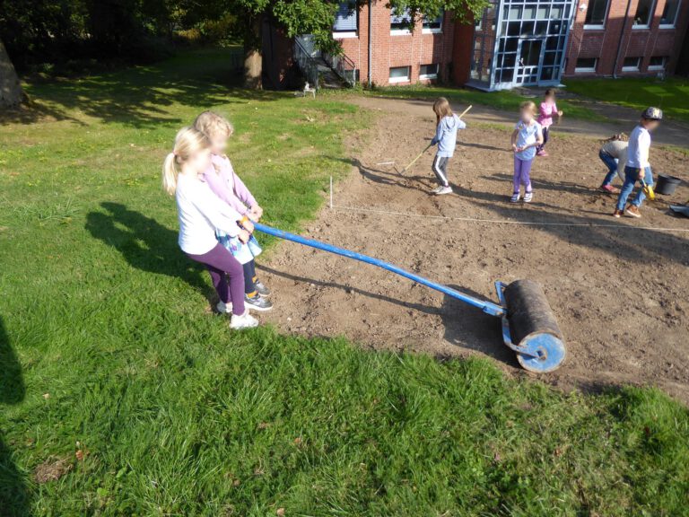 Für den besseren Bodenkontakt ist das Anwalzen des Saatguts notwendig.